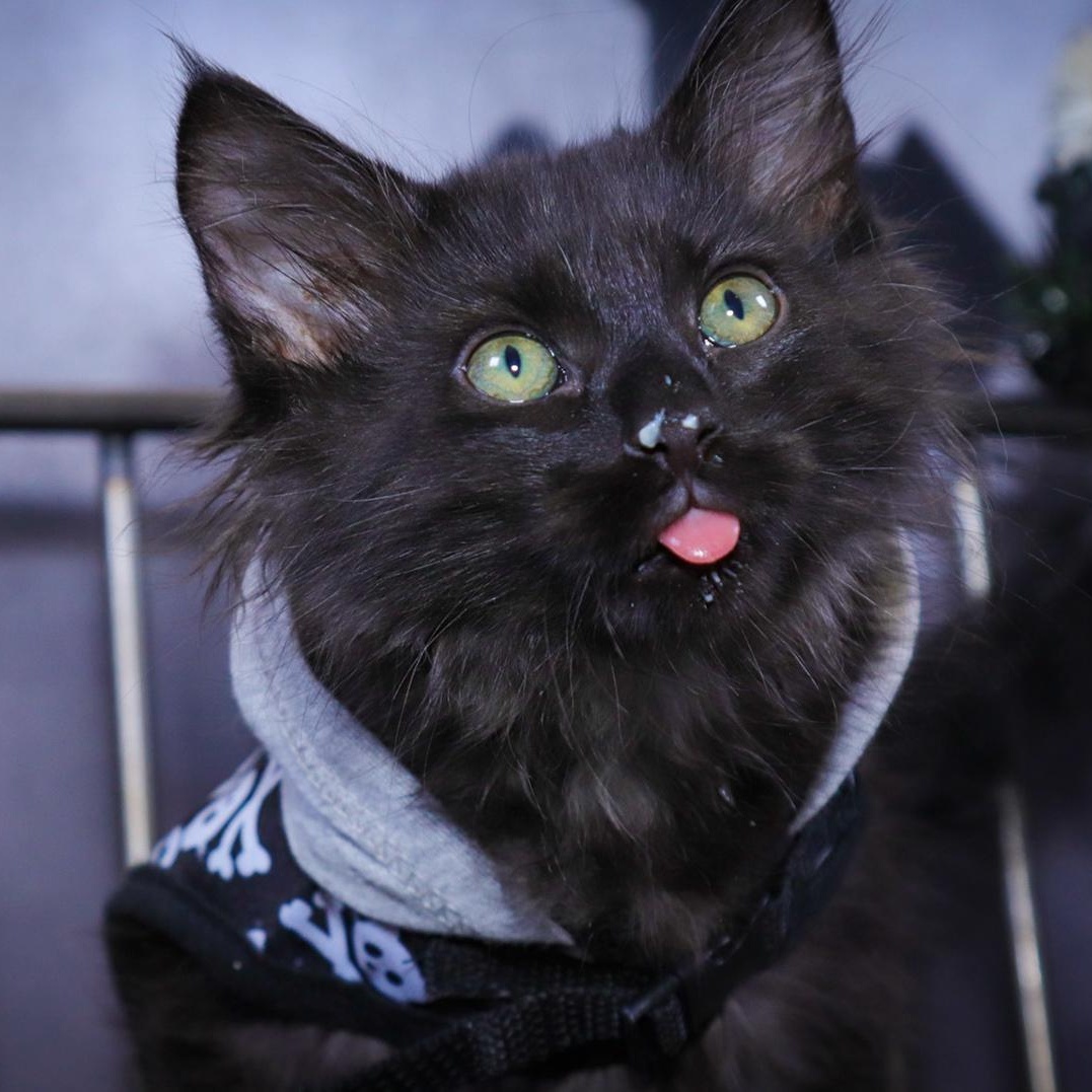 Wrigley , adopted, Kitten Male Maine Coon.