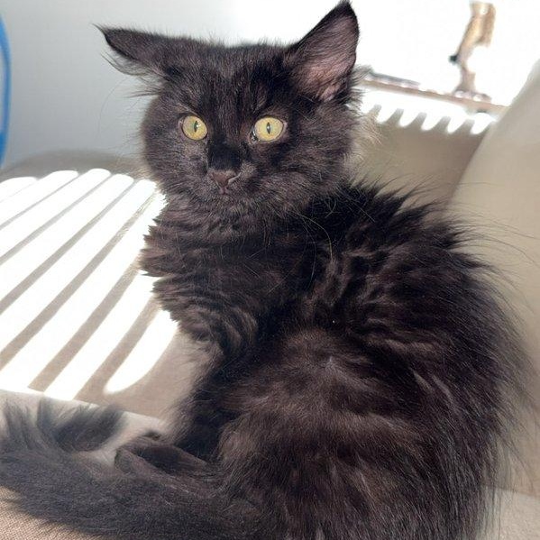 Wrigley , an adopted Maine Coon in Parker, TX image 2/6