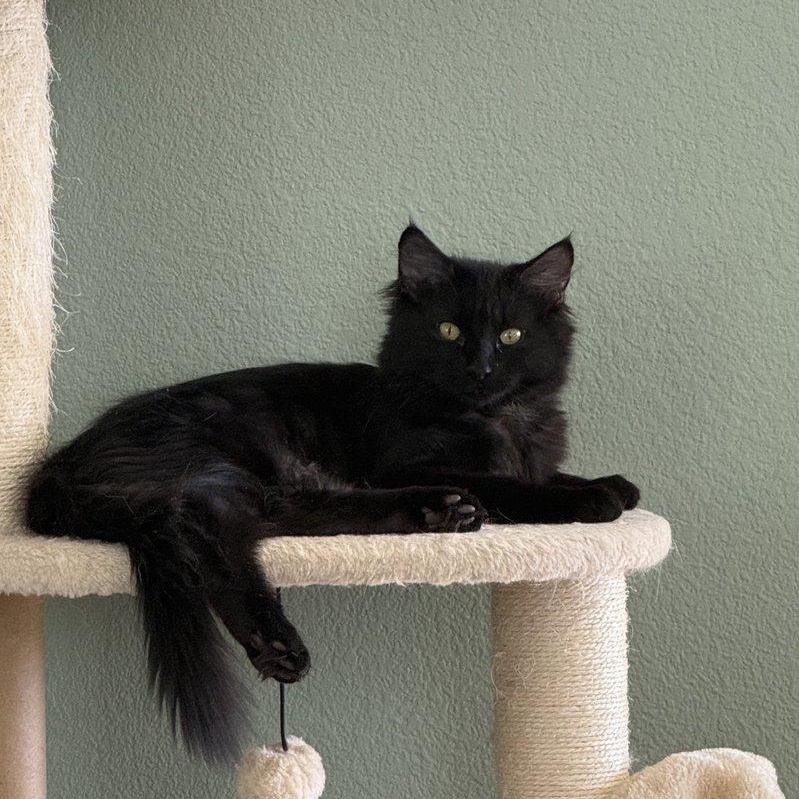 Wrigley , an adopted Maine Coon in Parker, TX image 3/6