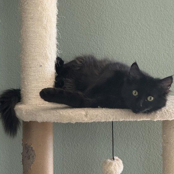 Wrigley , an adopted Maine Coon in Parker, TX image 5/6