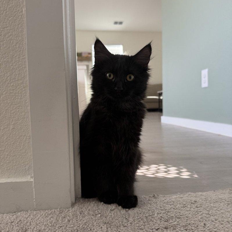 Wrigley , an adopted Maine Coon in Parker, TX image 6/6