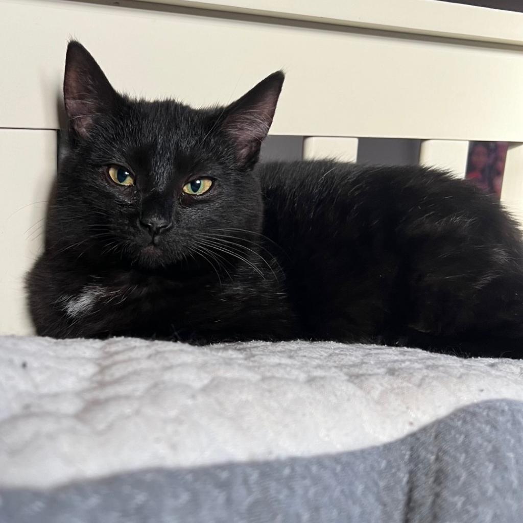 Deena, Adoptable, Adult Female Domestic Short Hair.
