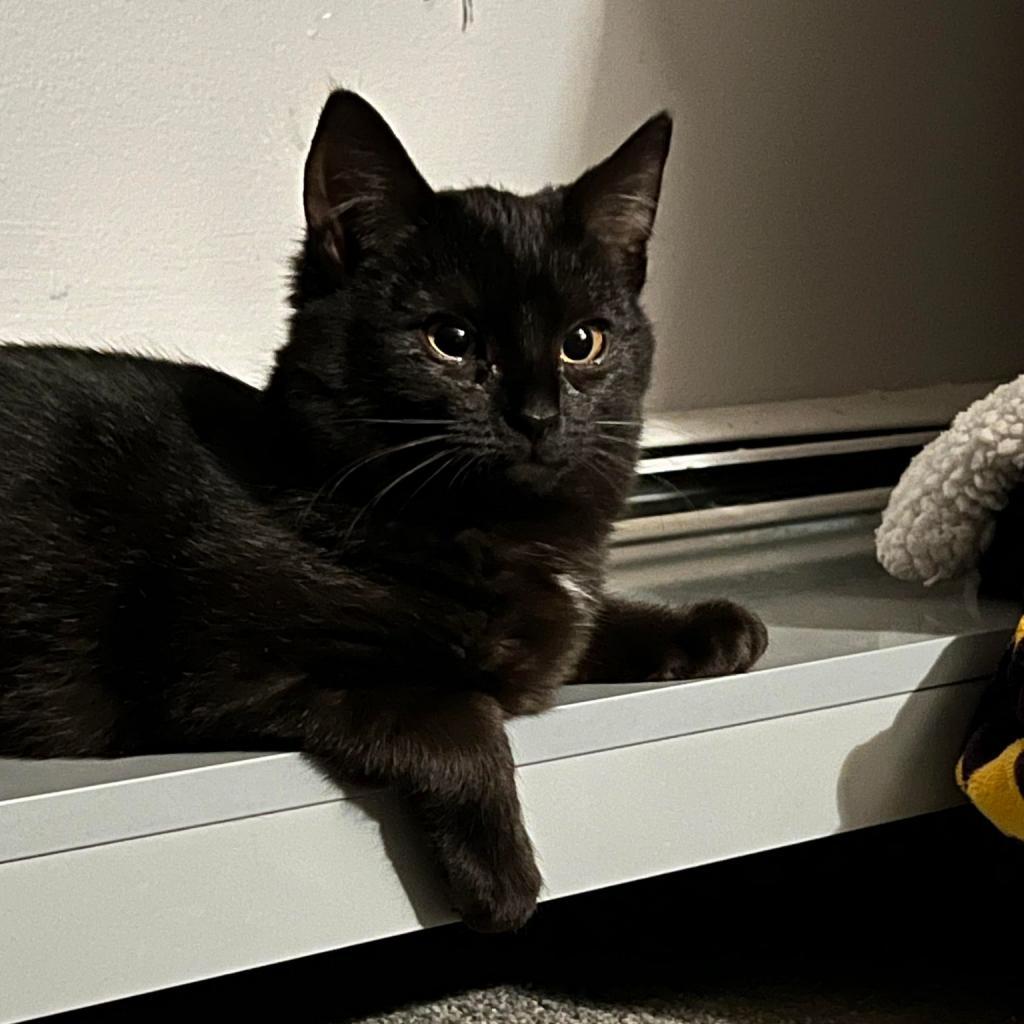 Deena, a Adoptable Domestic Short Hair in Hampton Bays, NY image 2/5