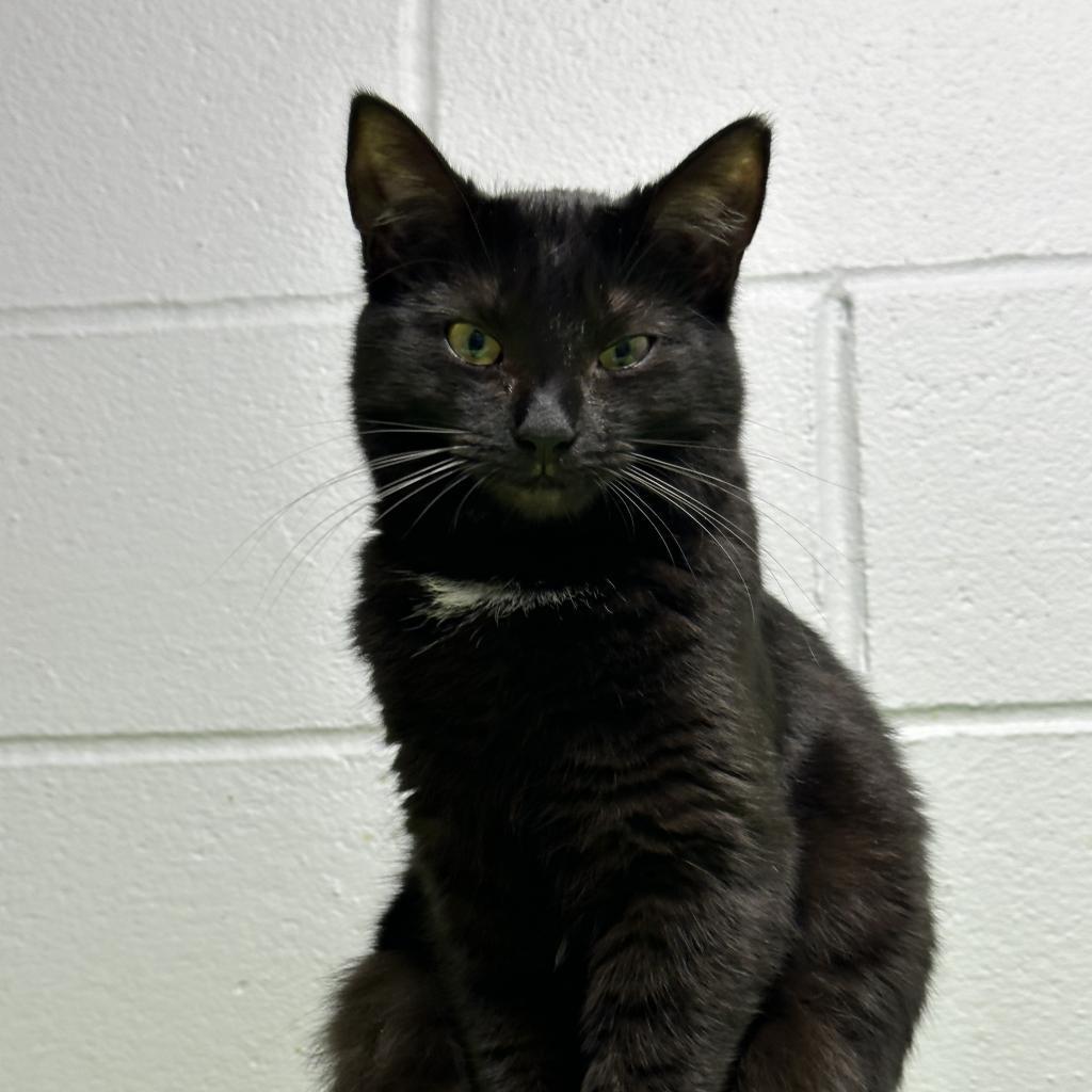Deena, a Adoptable Domestic Short Hair in Hampton Bays, NY image 3/5