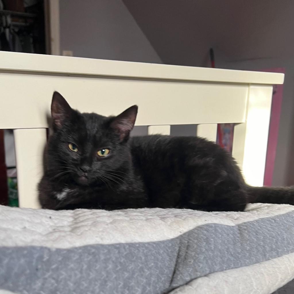 Deena, a Adoptable Domestic Short Hair in Hampton Bays, NY image 4/5