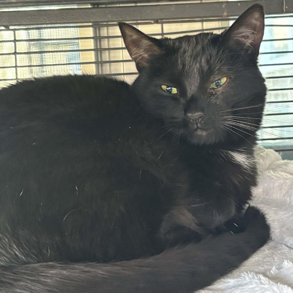 Deena, a Adoptable Domestic Short Hair in Hampton Bays, NY image 5/5