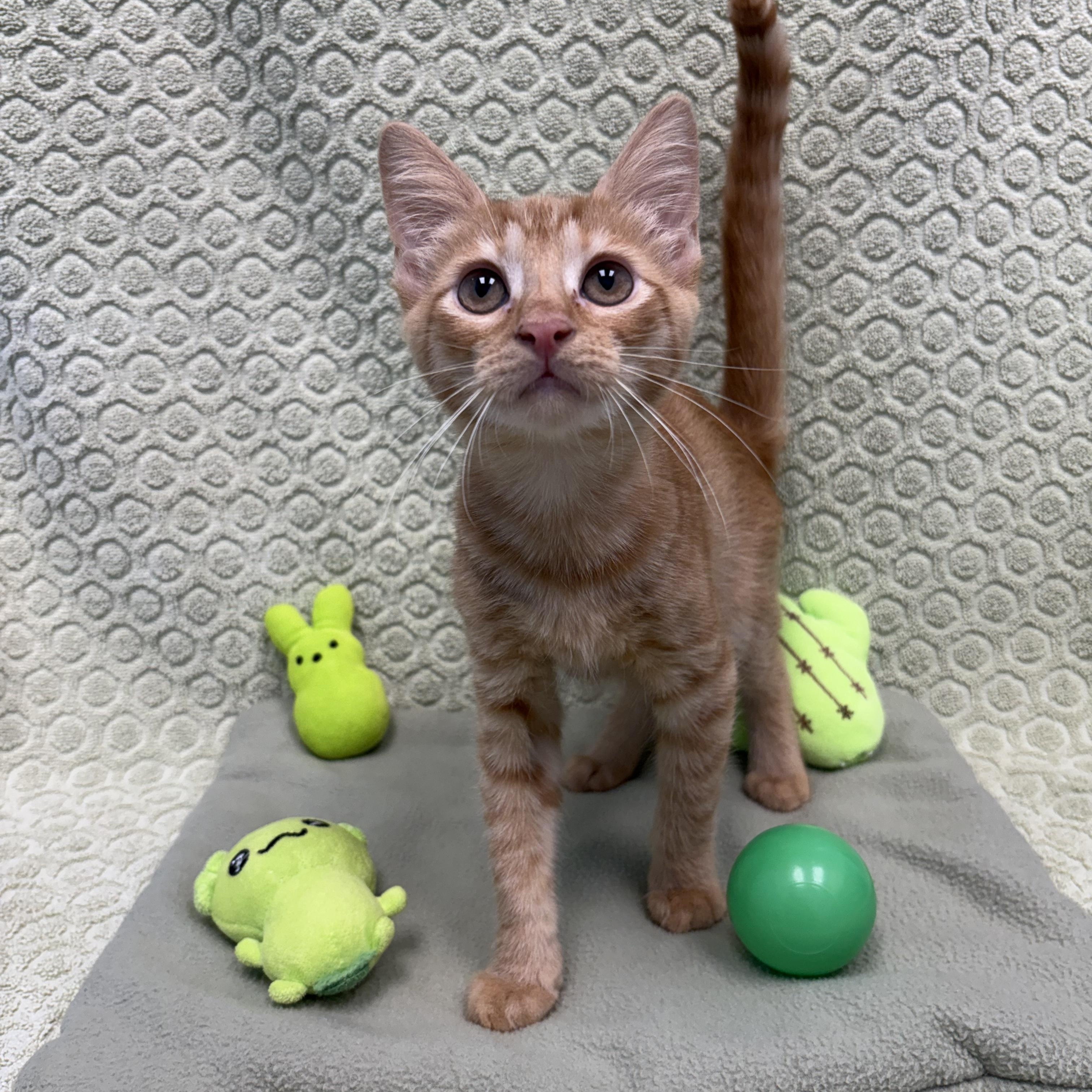 Zoku, ADOPTABLE, Kitten Male Domestic Short Hair.