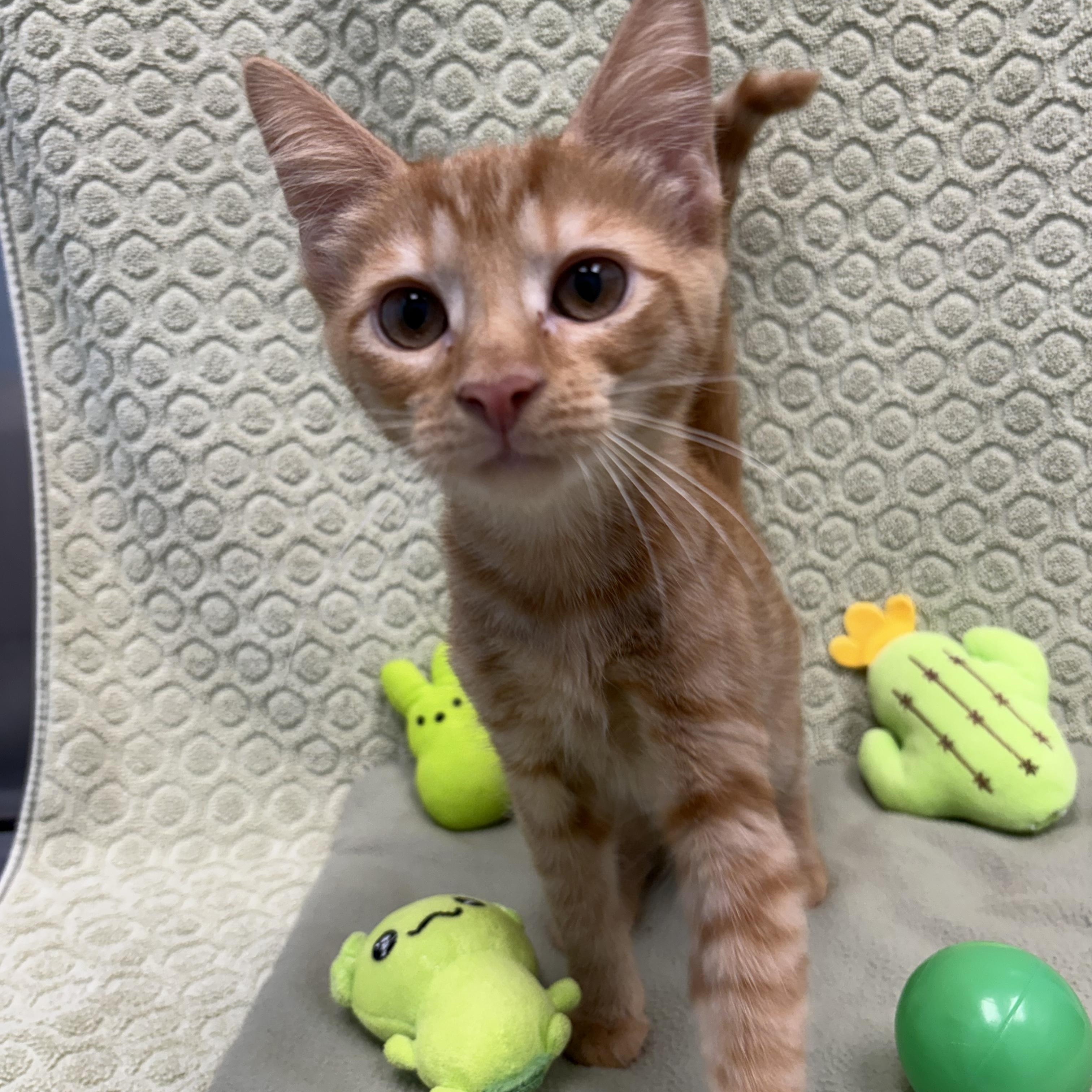Zoku, a ADOPTABLE Domestic Short Hair in Bear, DE image 2/3