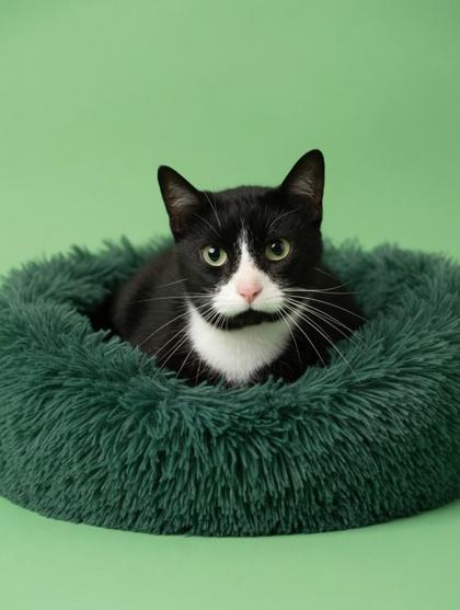 Boots, Adoptable, Adult Male Domestic Short Hair & Domestic Short Hair.