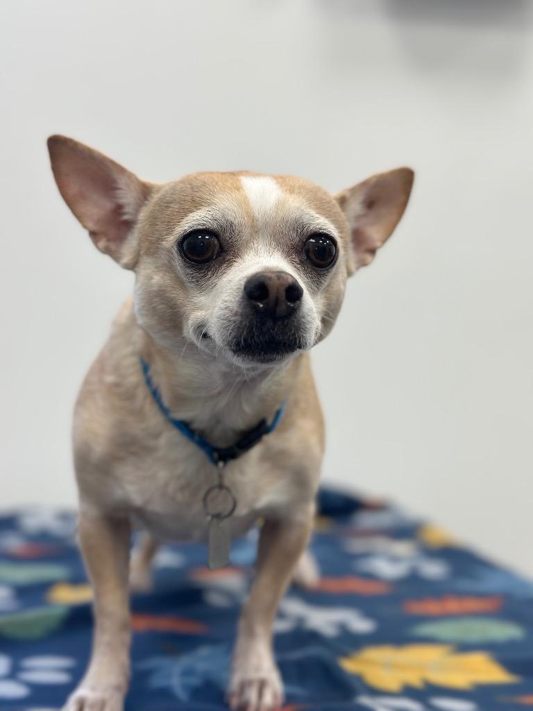 Enlarge Peanut, a Adopted Chihuahua in Cambridge, MD image 1/1