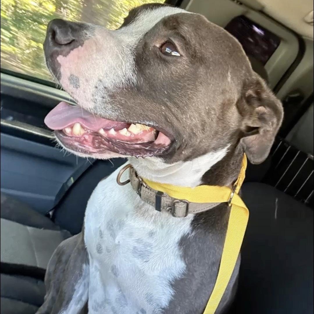 Enlarge Humphrey, a Adoptable mixed breed in phenix city, AL image 2/3