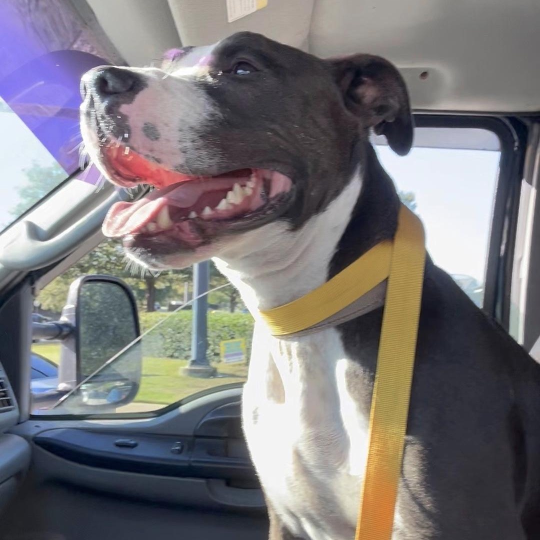 Enlarge Humphrey, a Adoptable mixed breed in phenix city, AL image 3/3