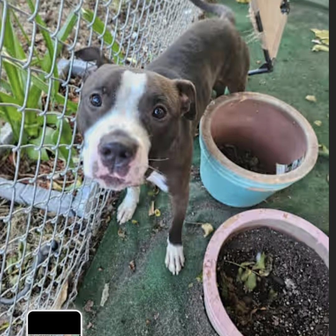 Humphrey, Adoptable, Adult Male American Staffordshire Terrier.