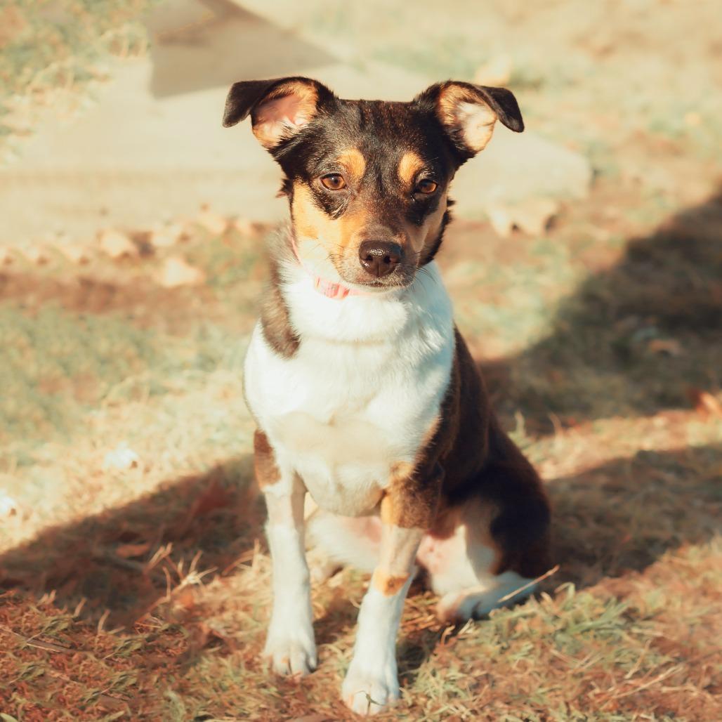 Enlarge Stella, a Adoptable mixed breed in Wichita, KS image 2/6