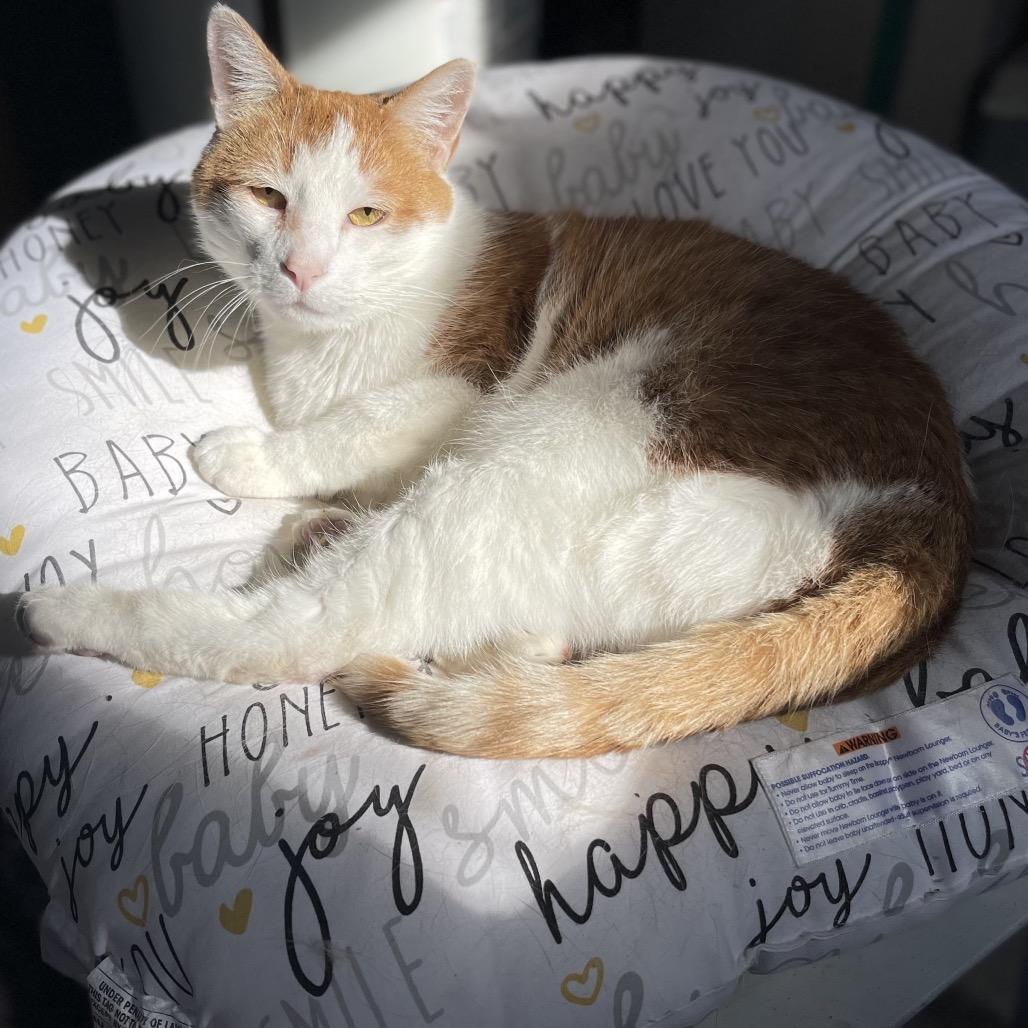 Enlarge Tigger, a Adoptable Domestic Short Hair in St. Peters, MO image 3/4