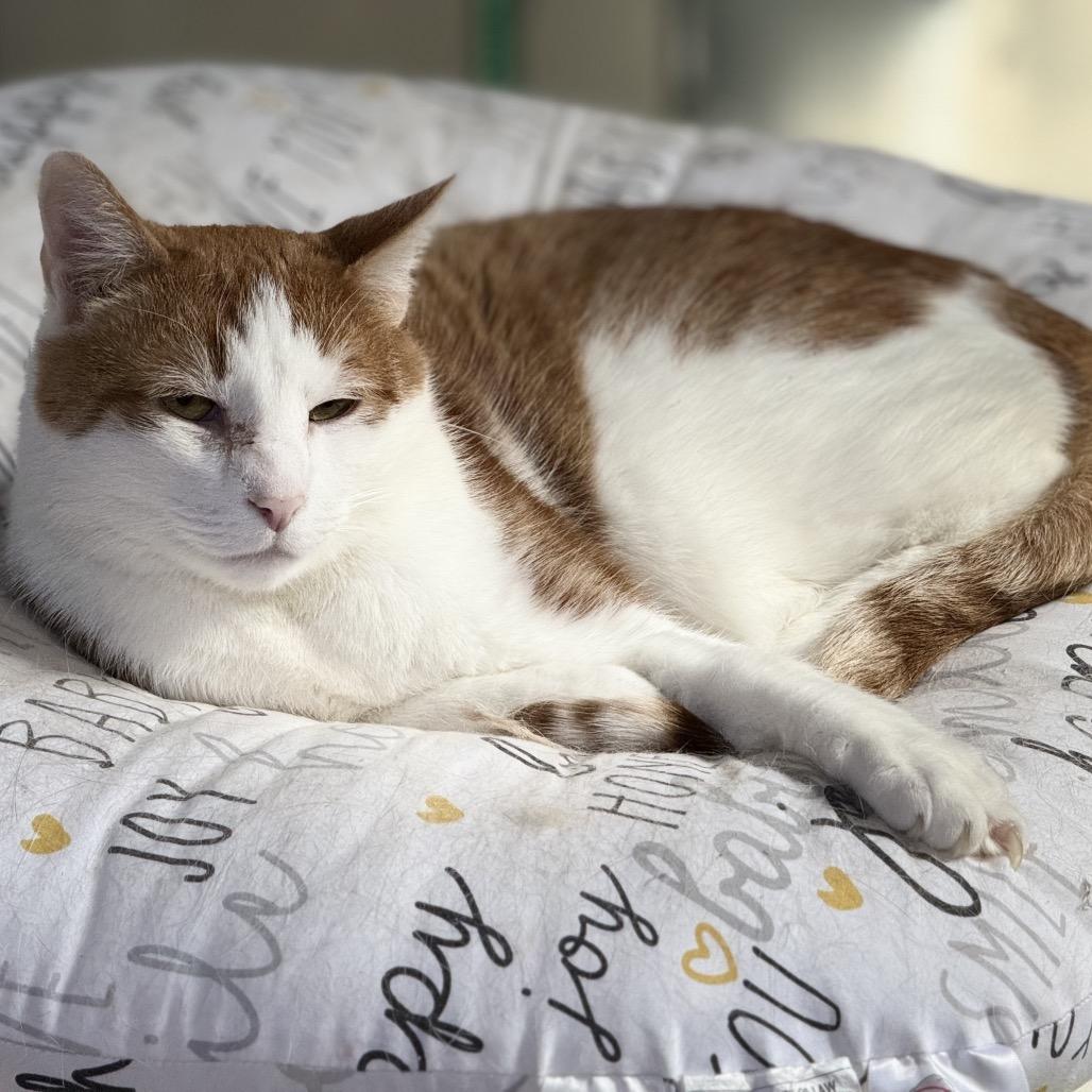 Enlarge Tigger, a Adoptable Domestic Short Hair in St. Peters, MO image 4/4