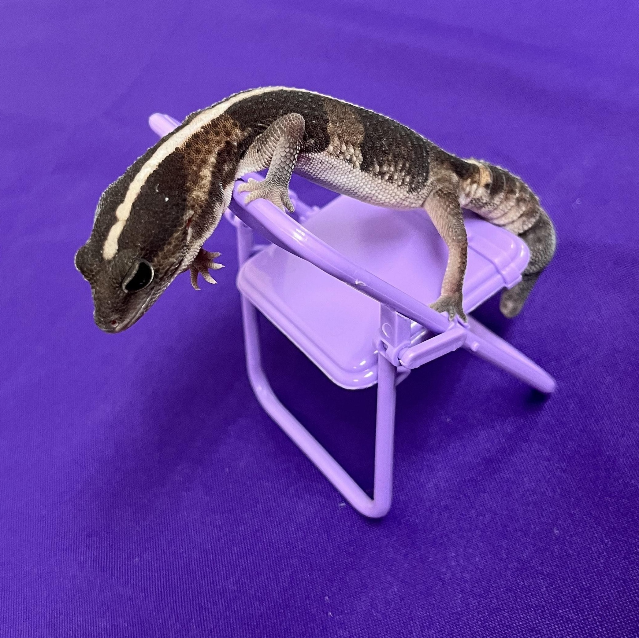 Gex, a Adoptable Gecko in Modesto, CA image 1/4