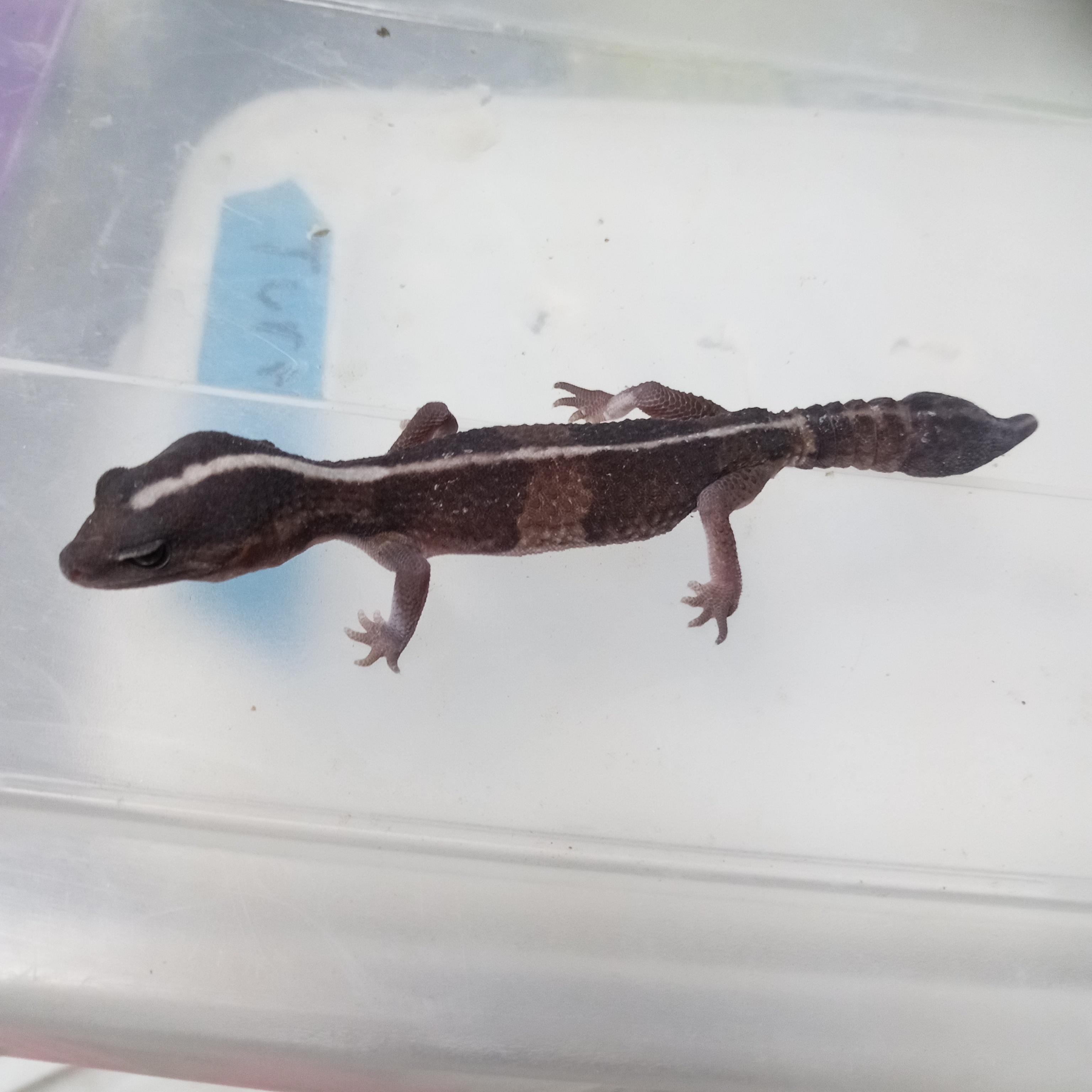 Gex, a Adoptable Gecko in Modesto, CA image 4/4
