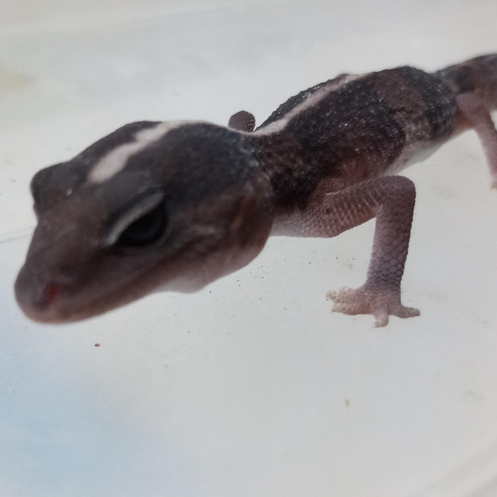 Gex, Adoptable, Adult Male Gecko.