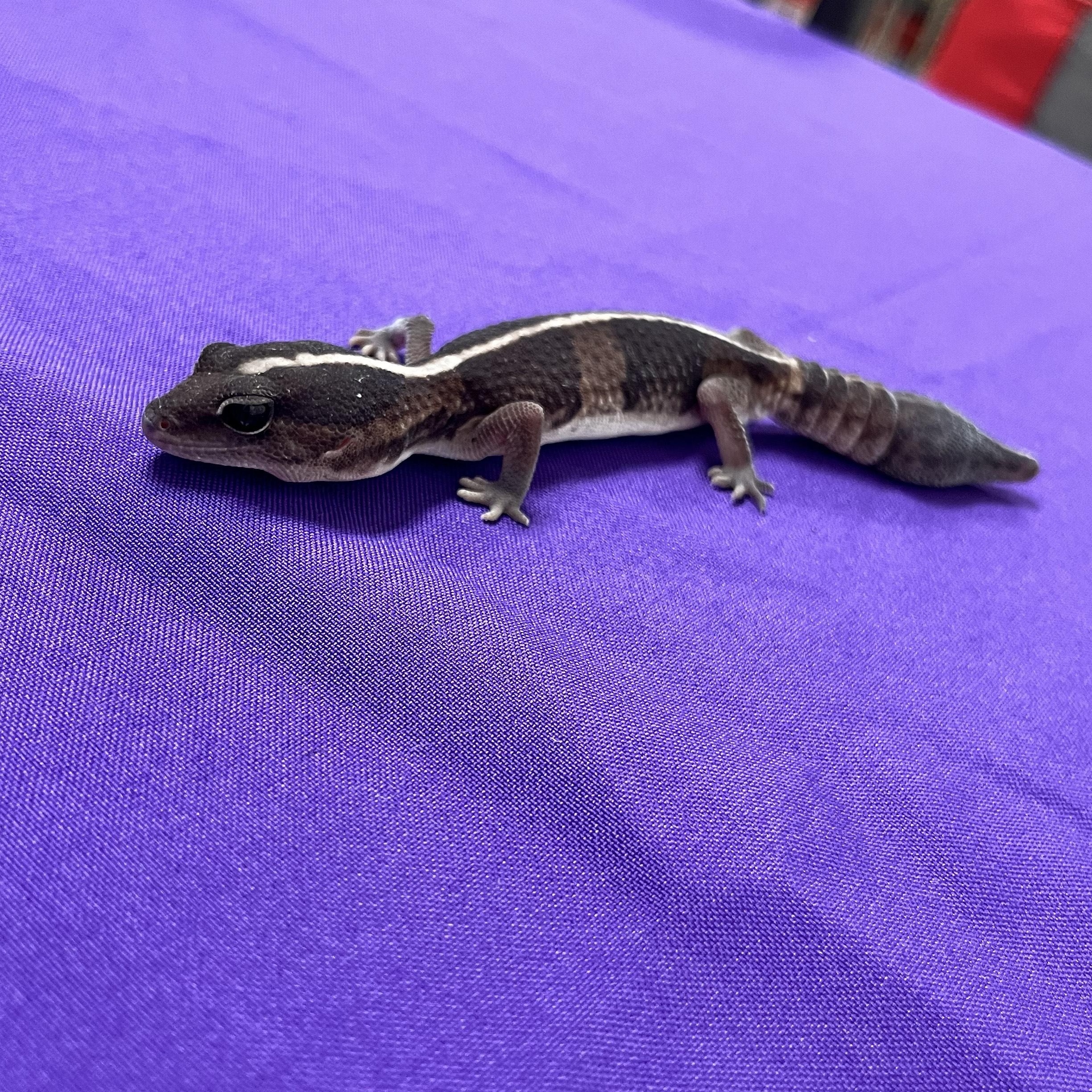 Gex, a Adoptable Gecko in Modesto, CA image 3/4
