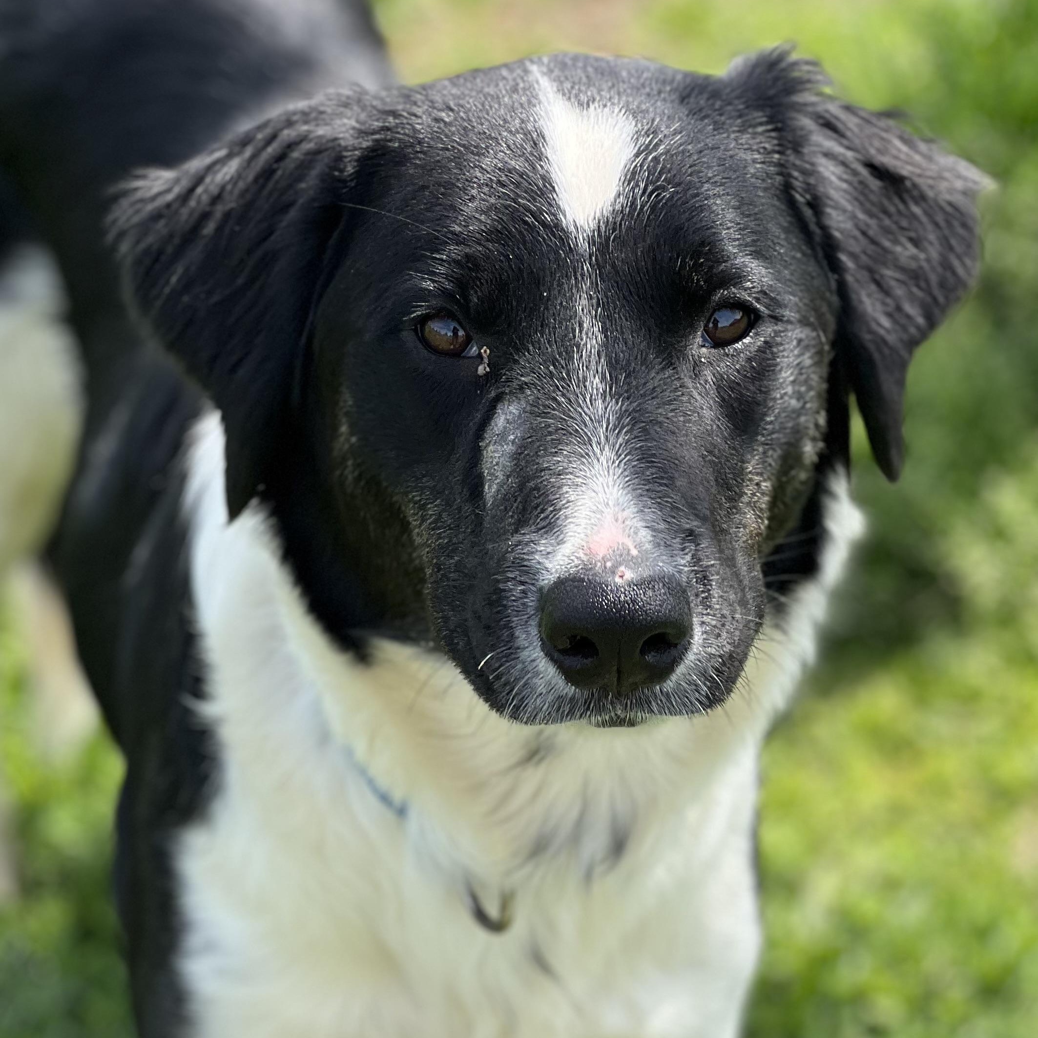 Juno, ADOPTABLE, Adult Female Border Collie.
