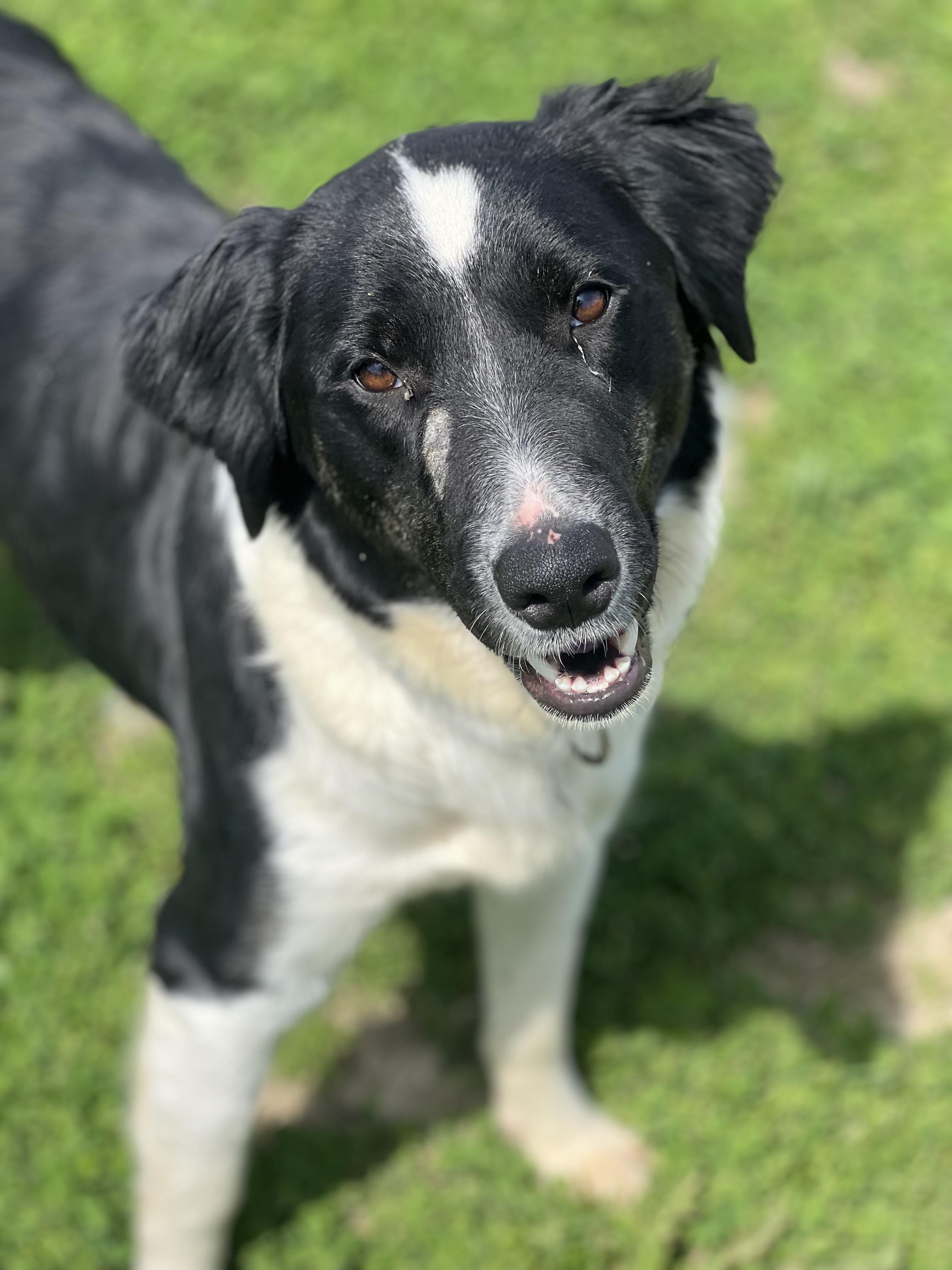 Enlarge Juno, a ADOPTABLE mixed breed in Monroe, OH image 3/3