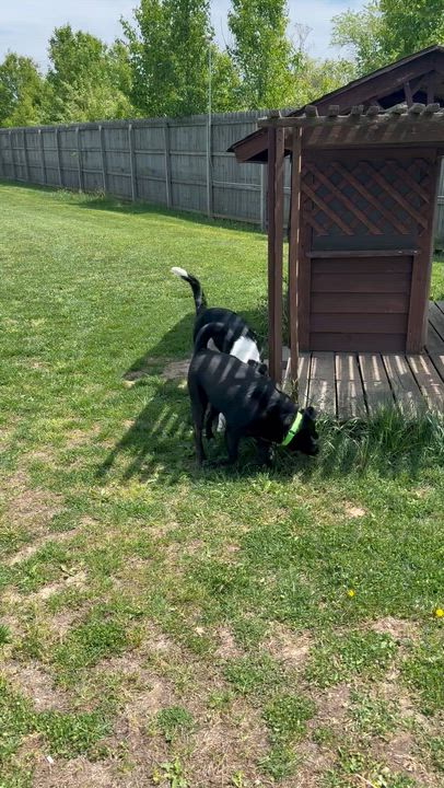 Enlarge Juno, a ADOPTABLE mixed breed in Monroe, OH video 2/3