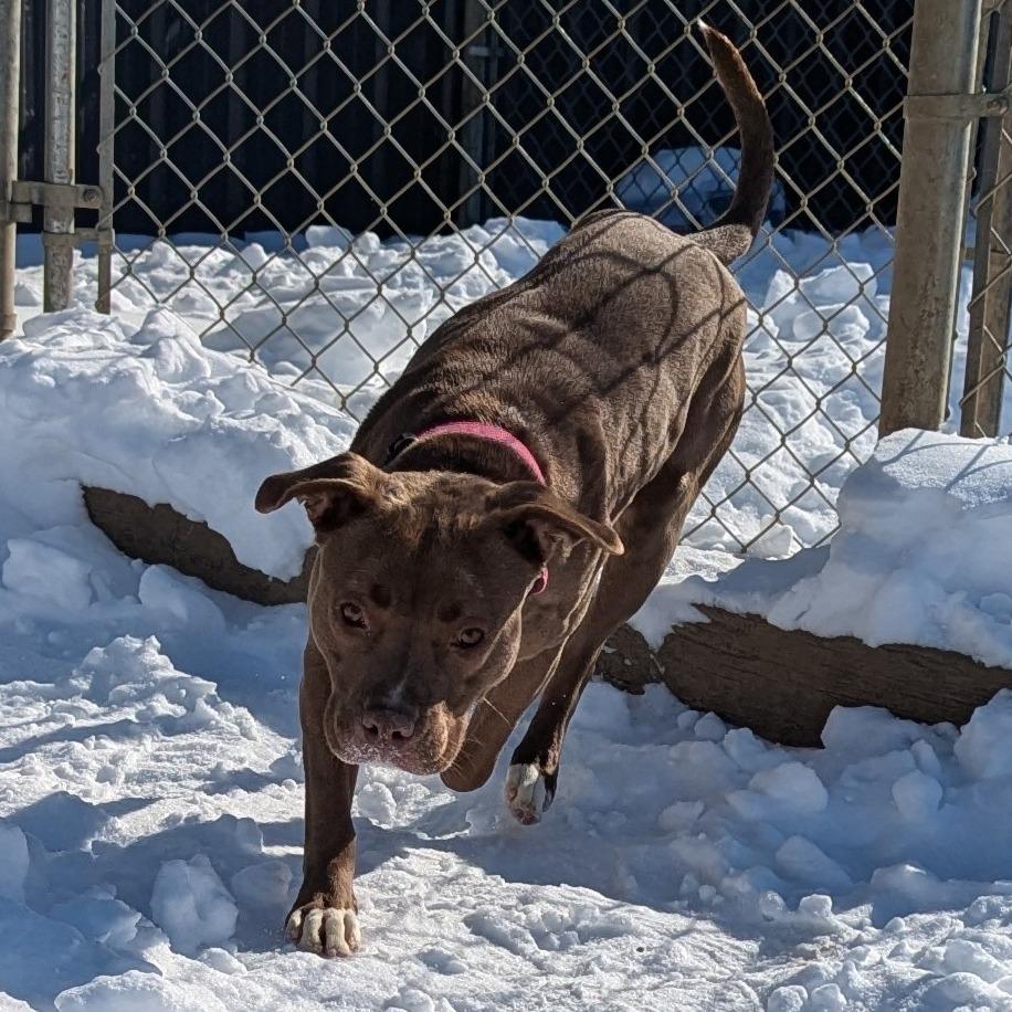 Nala, Adoptable, Adult Female Mixed Breed.