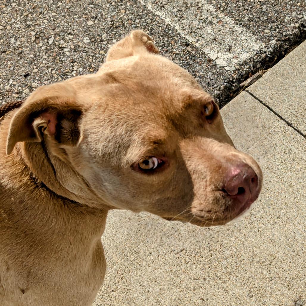 Enlarge Nala, a Adoptable Mixed Breed in Marysville, OH image 2/2