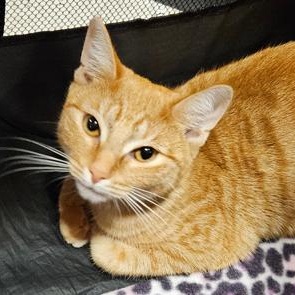 Enlarge Munchy, a ADOPTABLE mixed breed in Richmond, VA image 4/4