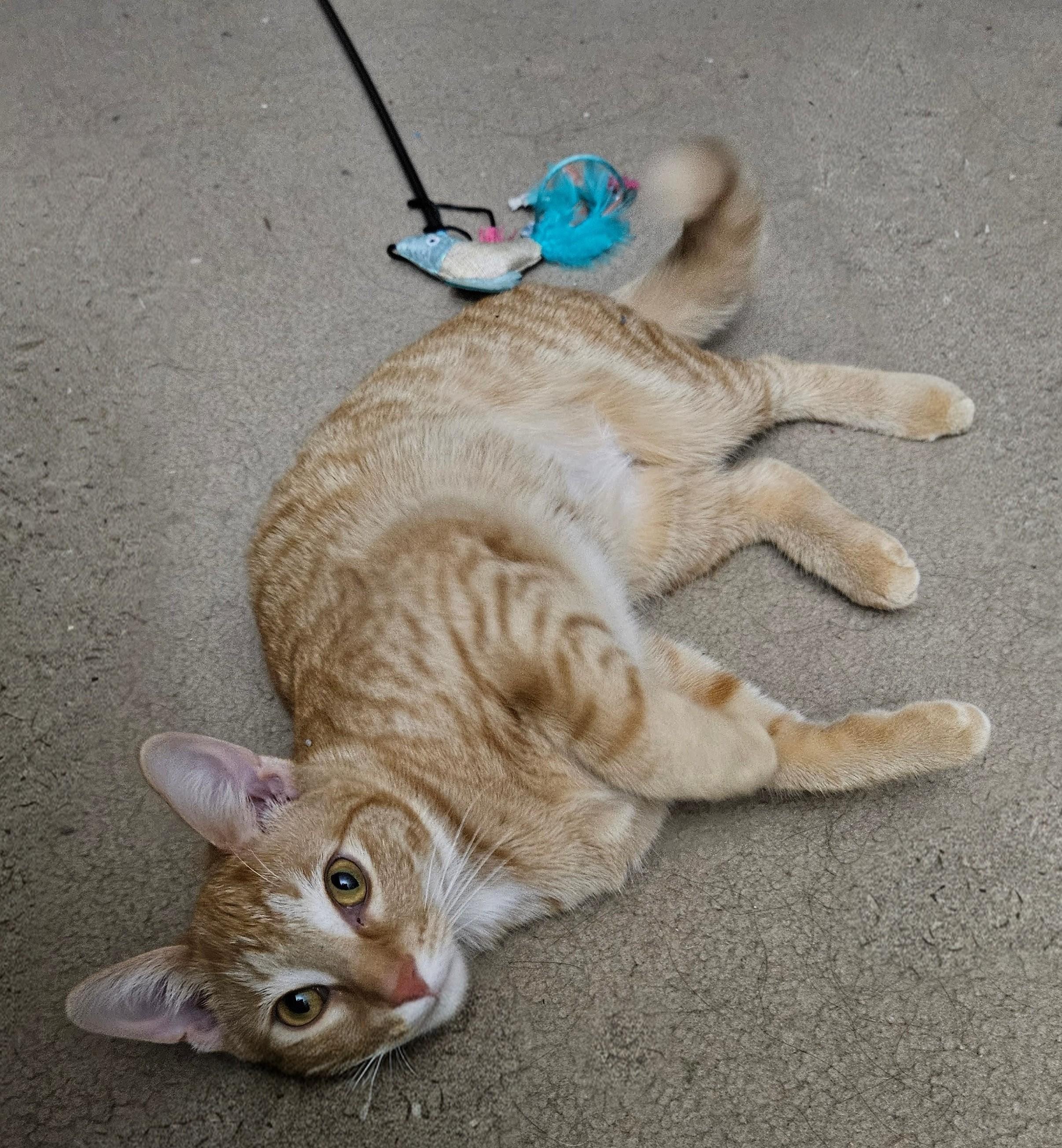 Enlarge Munchy, a ADOPTABLE mixed breed in Richmond, VA image 2/4