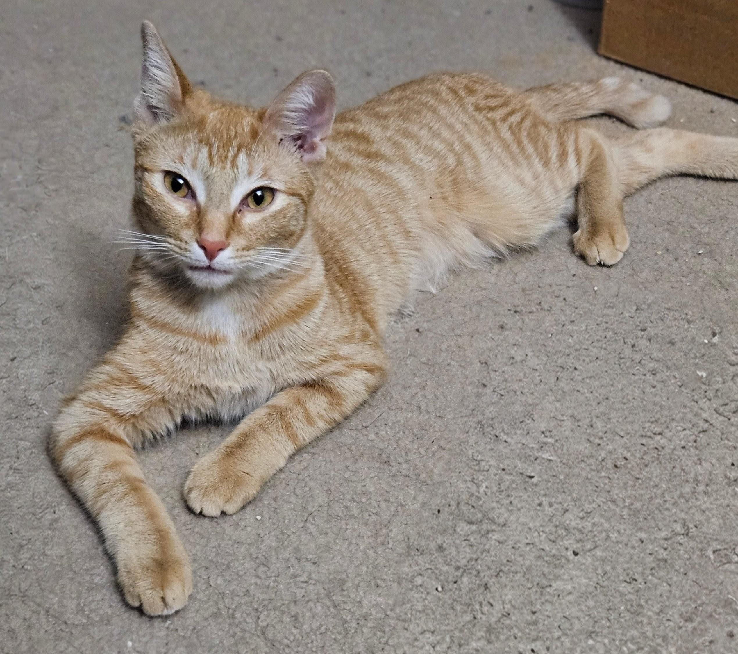 Munchy, ADOPTABLE, Young Female Domestic Short Hair.