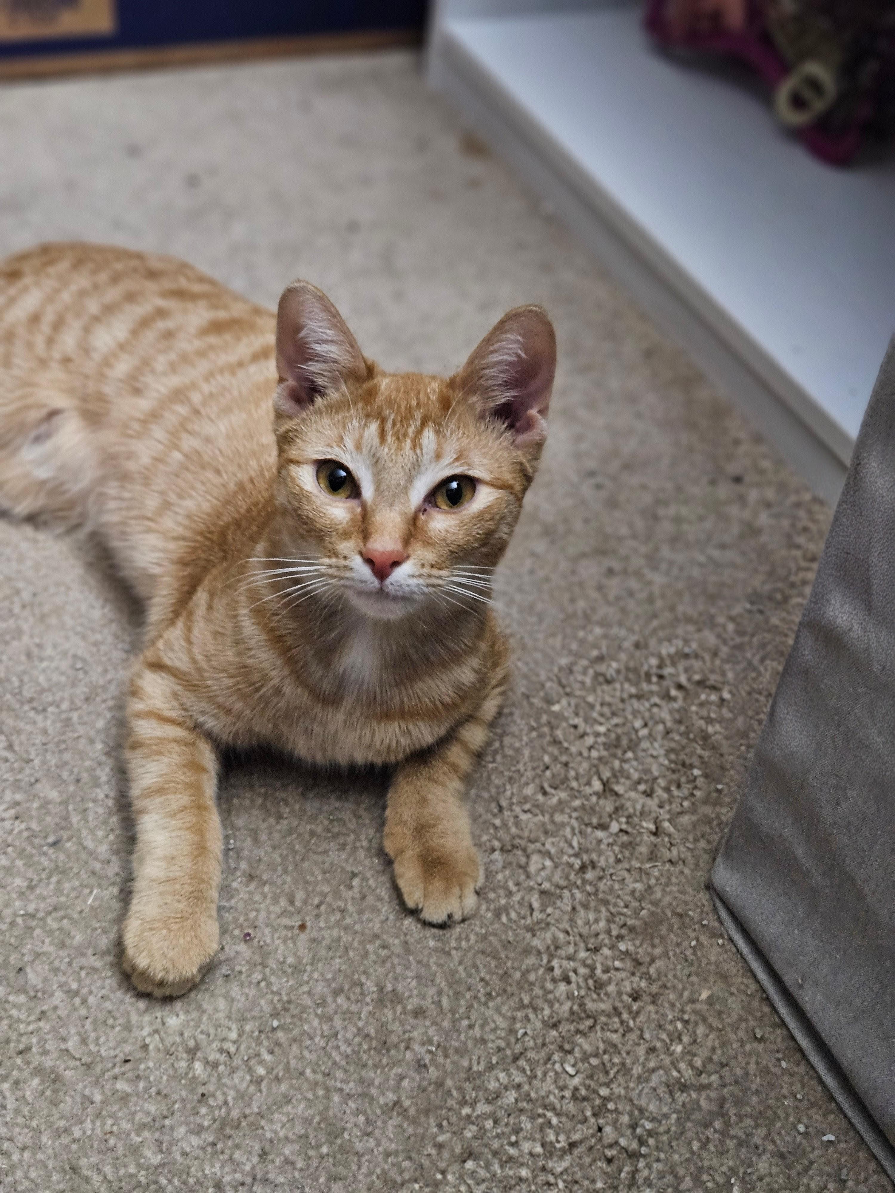 Enlarge Munchy, a ADOPTABLE mixed breed in Richmond, VA image 3/4