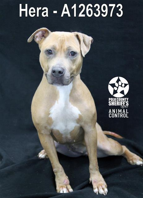 Enlarge HERA, a Adoptable mixed breed in Winter Haven, FL image 1/1