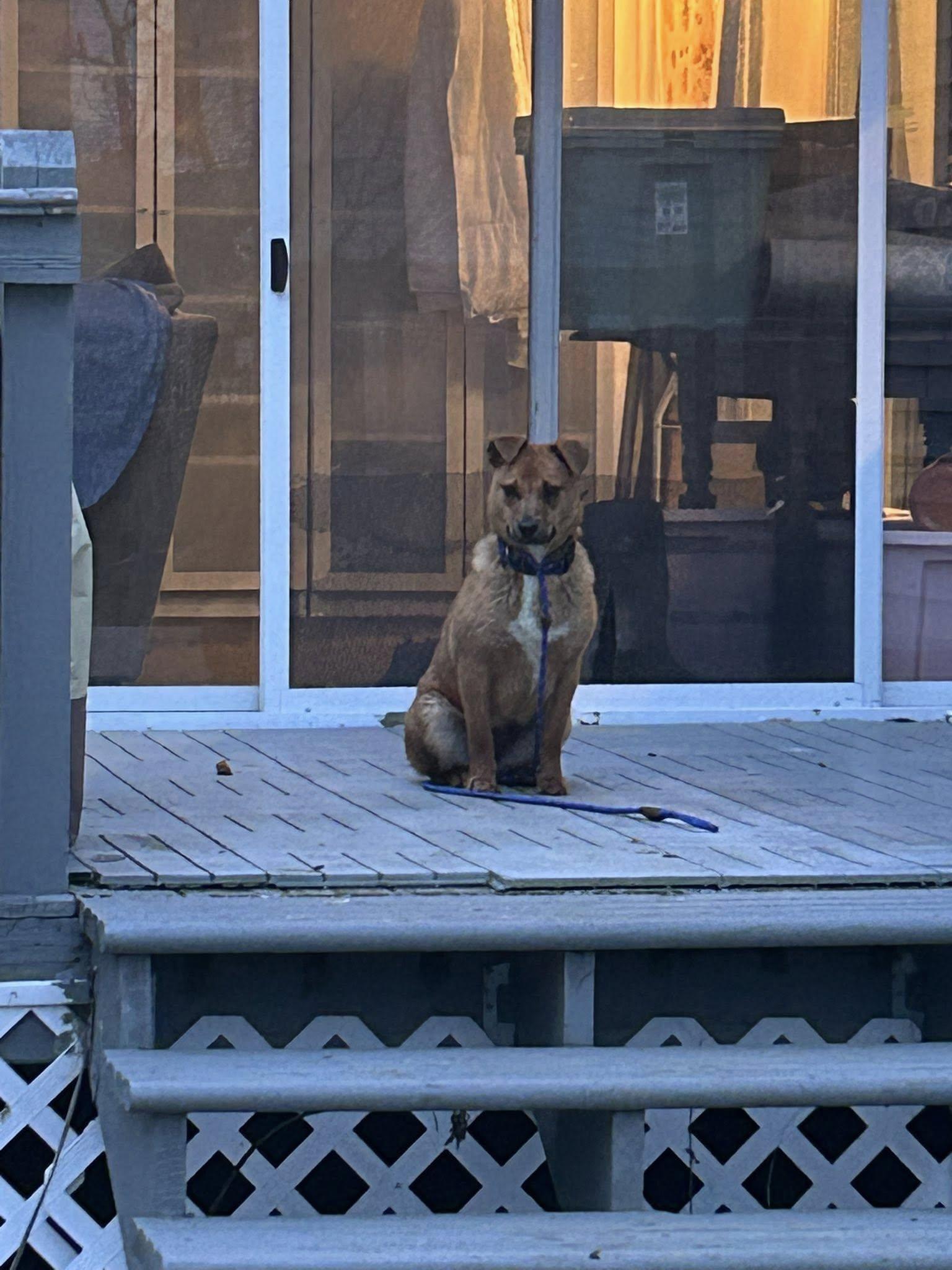 Enlarge Deliahi, an adopted mixed breed in Pittsfield, MA image 2/4