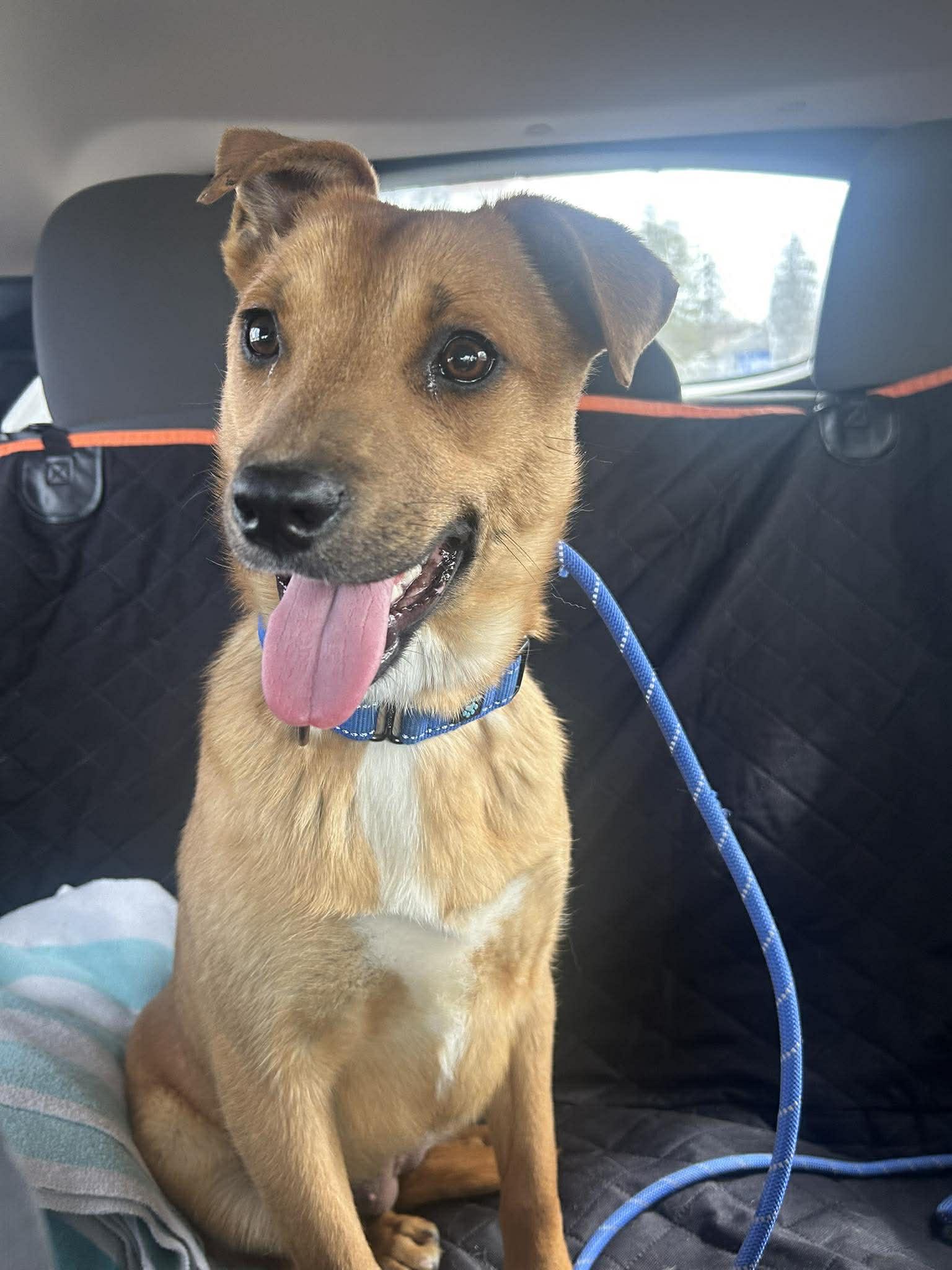 Enlarge Deliahi, an adopted mixed breed in Pittsfield, MA image 4/4