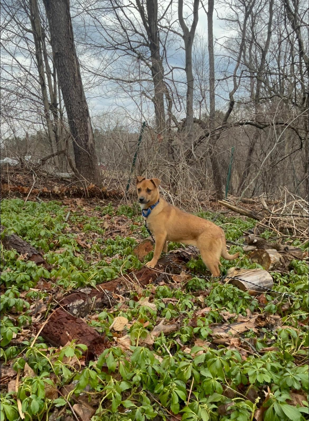 Enlarge Deliahi, an adopted mixed breed in Pittsfield, MA image 3/4