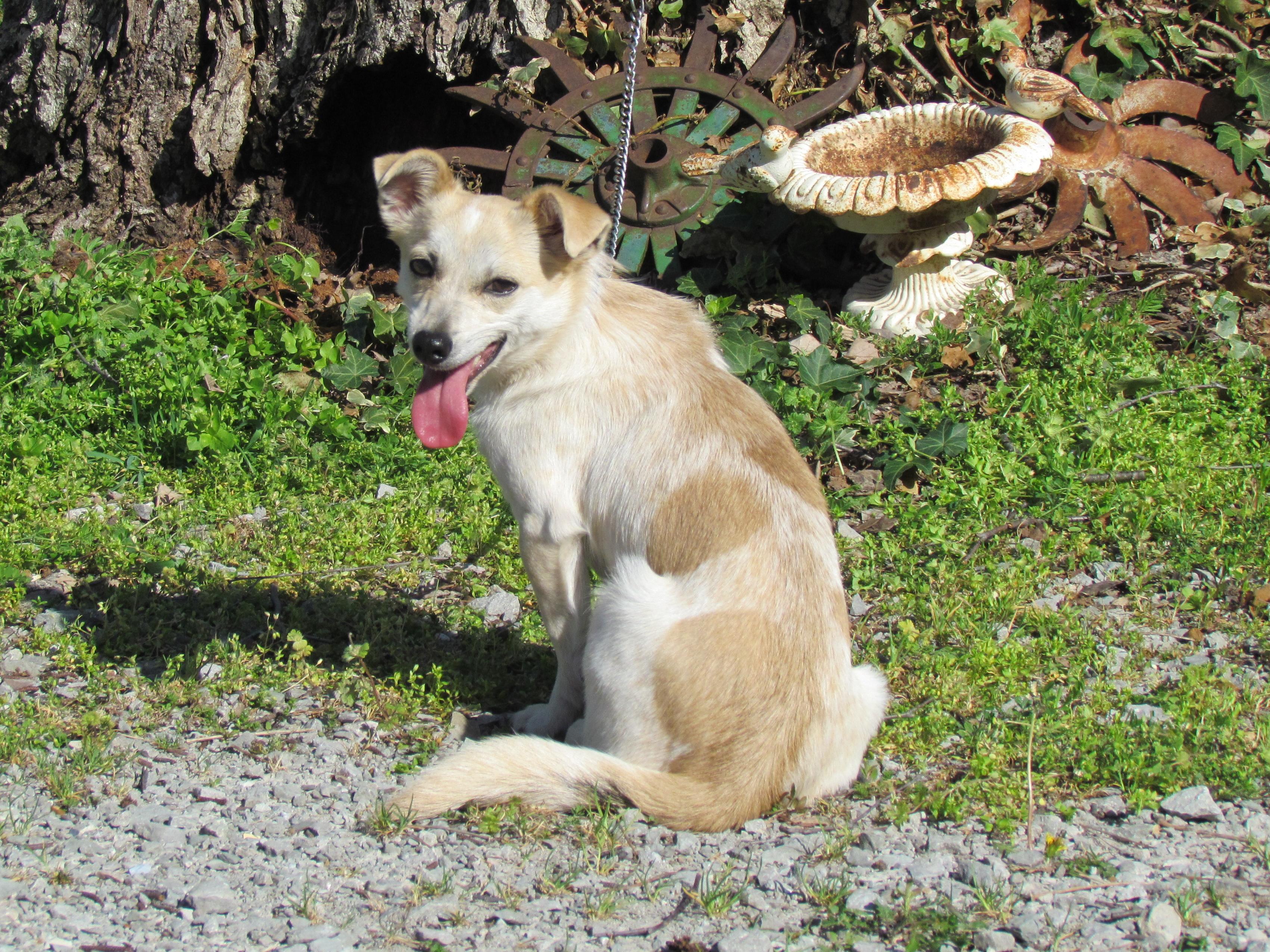 Enlarge HOWIE, a Adoptable mixed breed in Humboldt, TN image 2/6