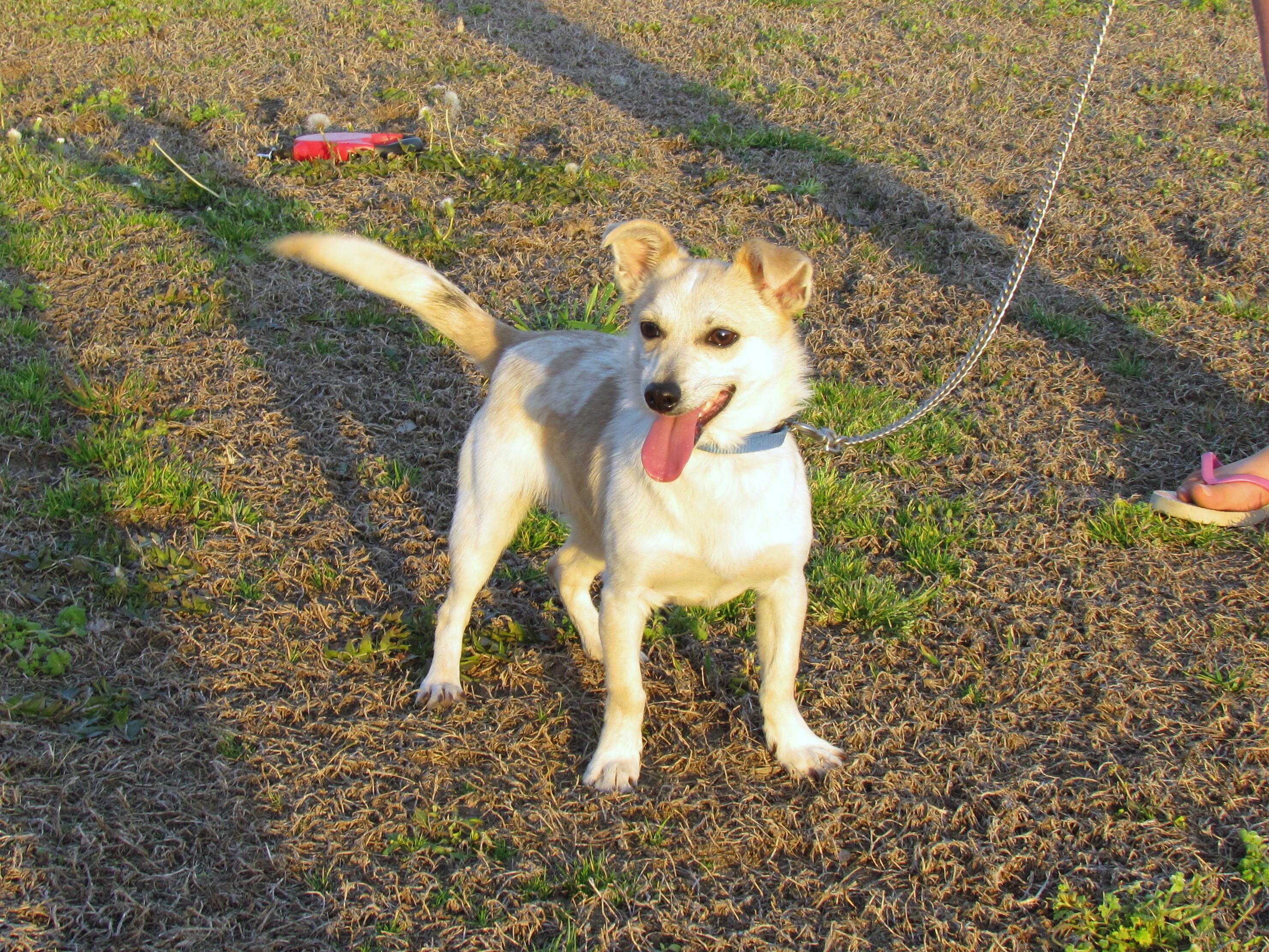 Enlarge HOWIE, a Adoptable mixed breed in Humboldt, TN image 4/6
