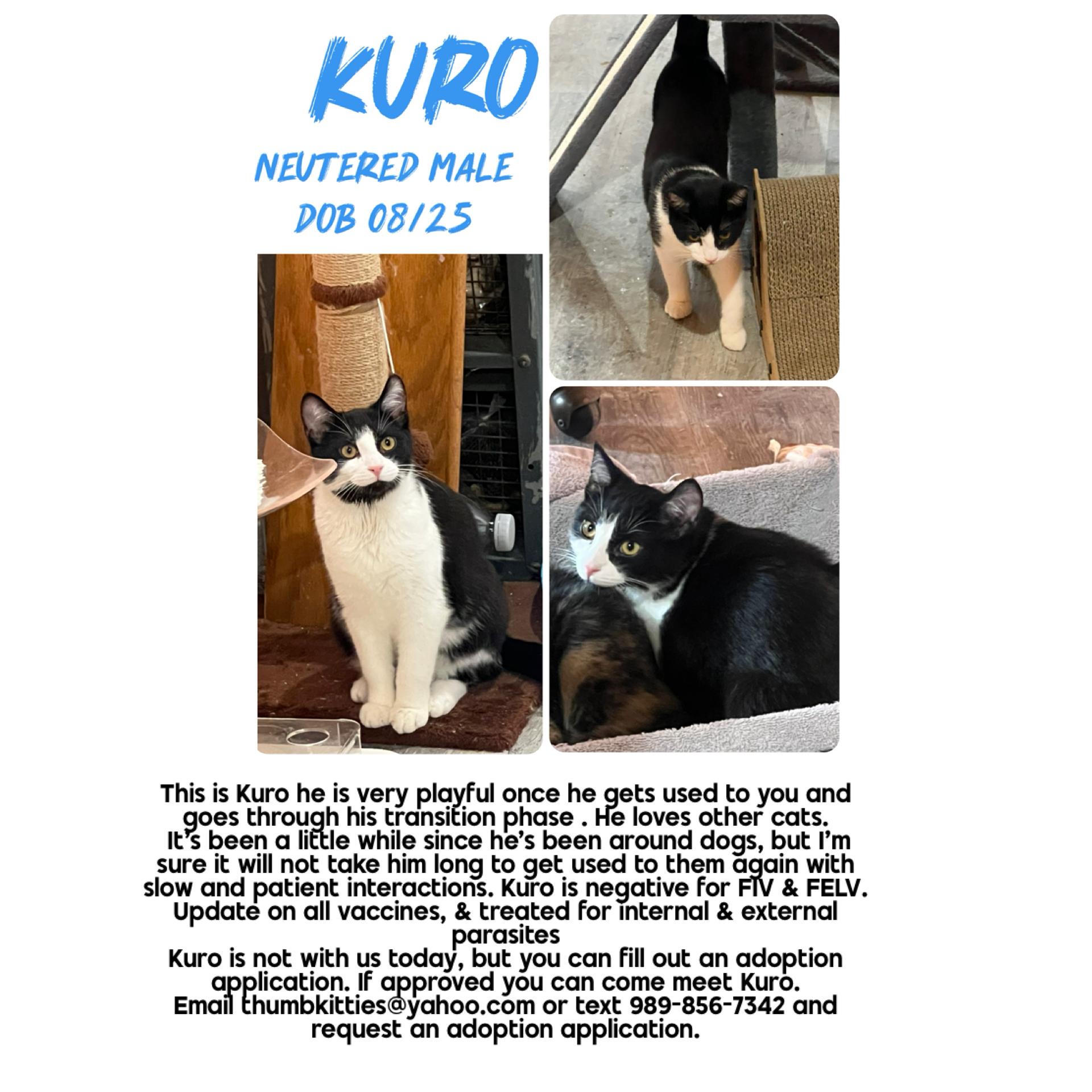 Kuro, adopted, Kitten Male Domestic Short Hair.
