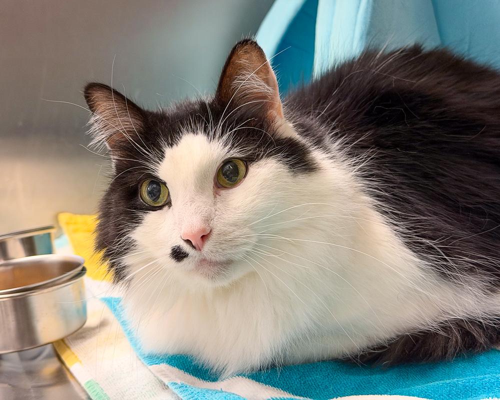 Enlarge Pierre, a Adoptable American Shorthair in Scituate, MA image 1/2