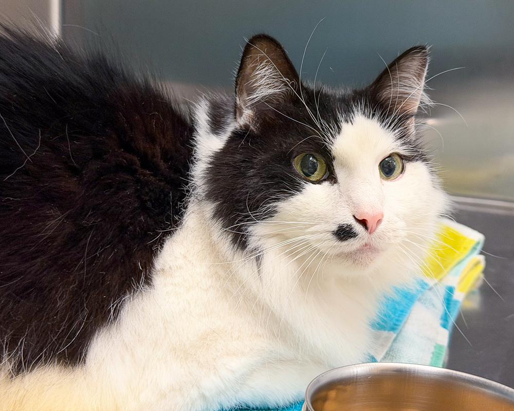 Enlarge Pierre, a Adoptable American Shorthair in Scituate, MA image 2/2