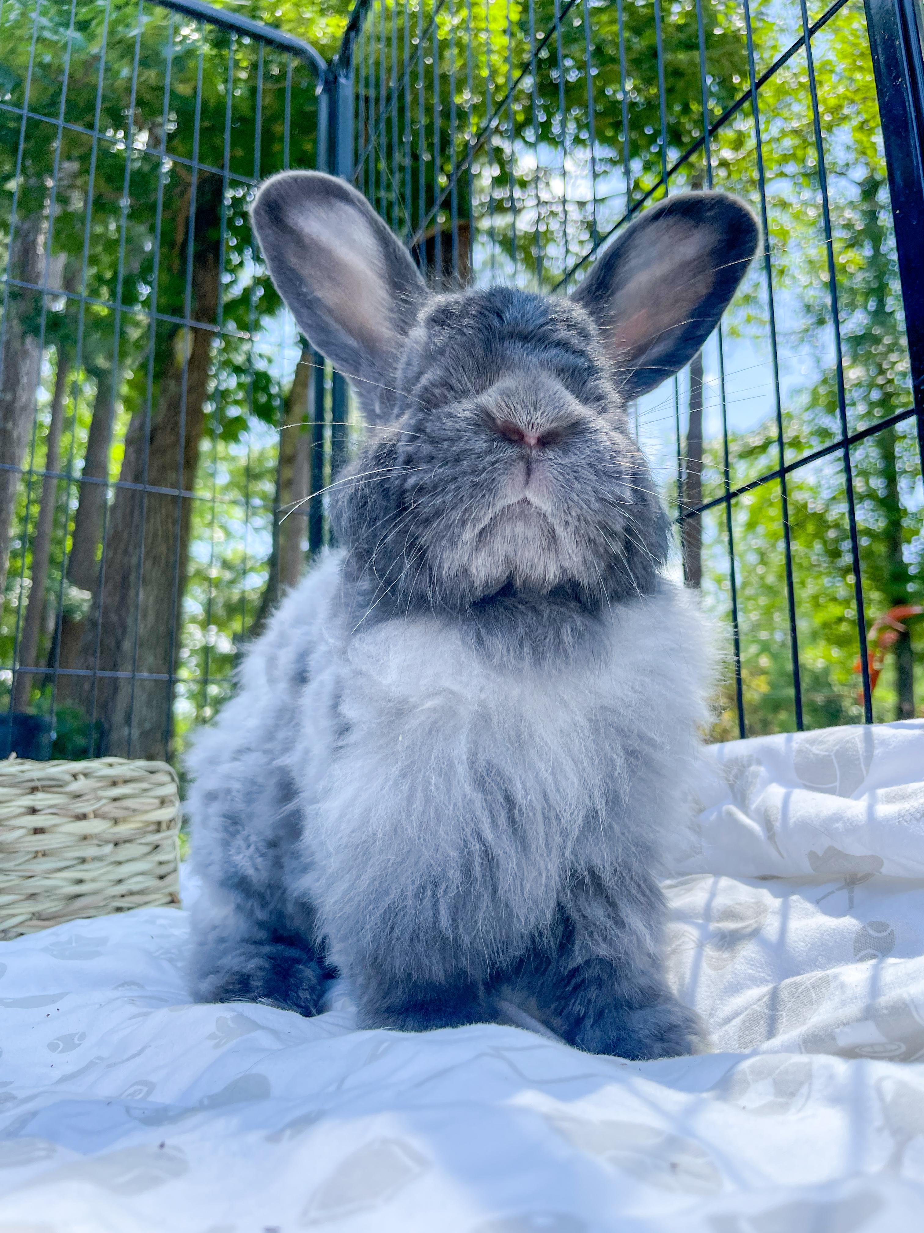 Opie (blonde- bonded with Sweet Pea), Adopted, Adult Male Jersey Wooly & Angora Rabbit.
