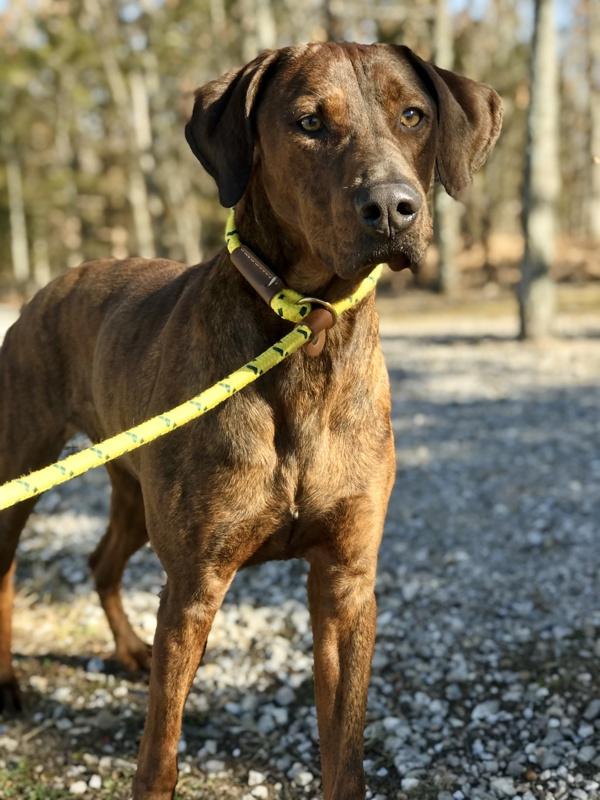 Jorah, Adoptable, Adult Male Mountain Cur & Mixed Breed.