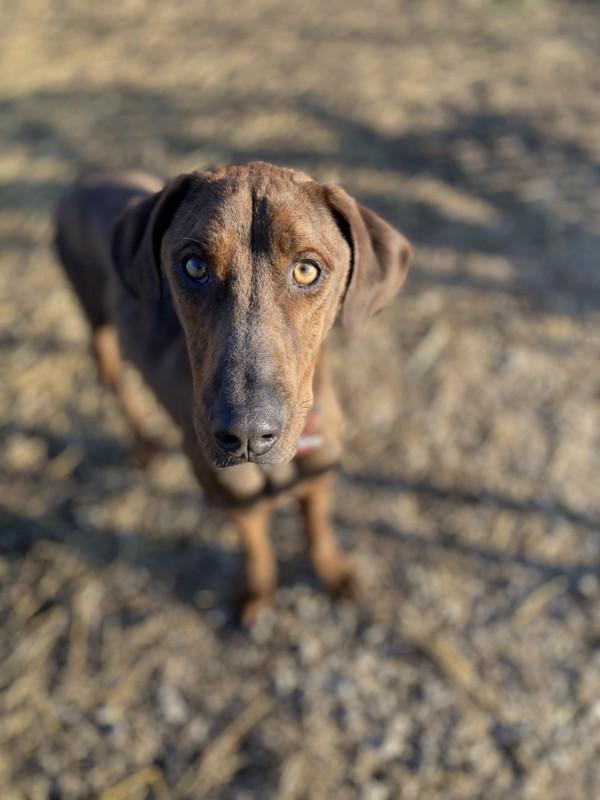 Enlarge Jorah, a Adoptable mixed breed in Osage Beach, MO image 1/6