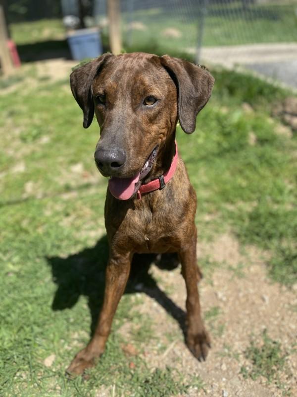 Enlarge Jorah, a Adoptable mixed breed in Osage Beach, MO image 5/6