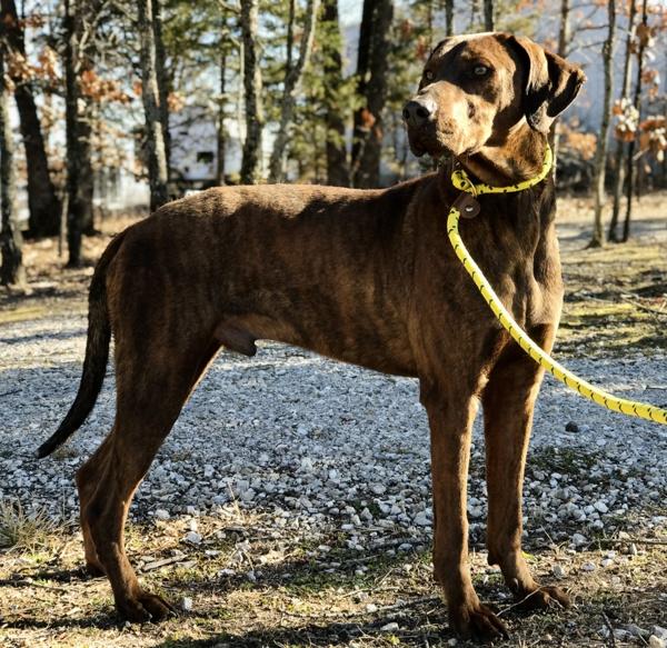 Enlarge Jorah, a Adoptable mixed breed in Osage Beach, MO image 3/6