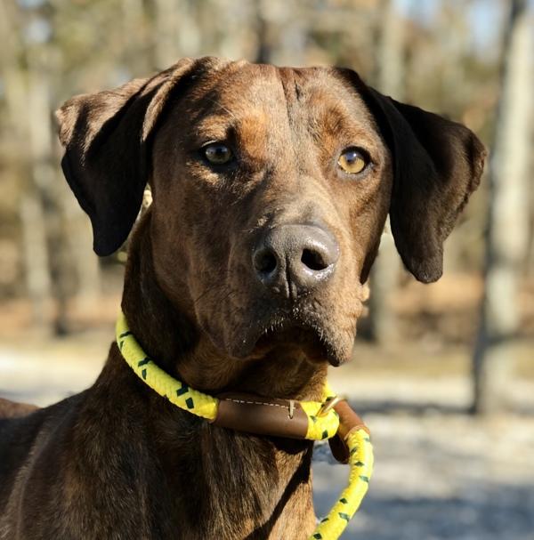 Enlarge Jorah, a Adoptable mixed breed in Osage Beach, MO image 5/6