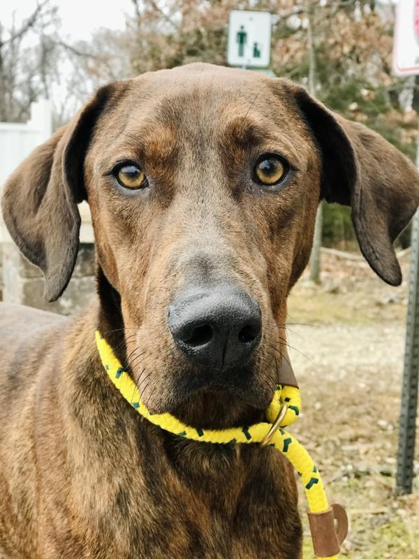 Enlarge Jorah, a Adoptable mixed breed in Osage Beach, MO image 6/6