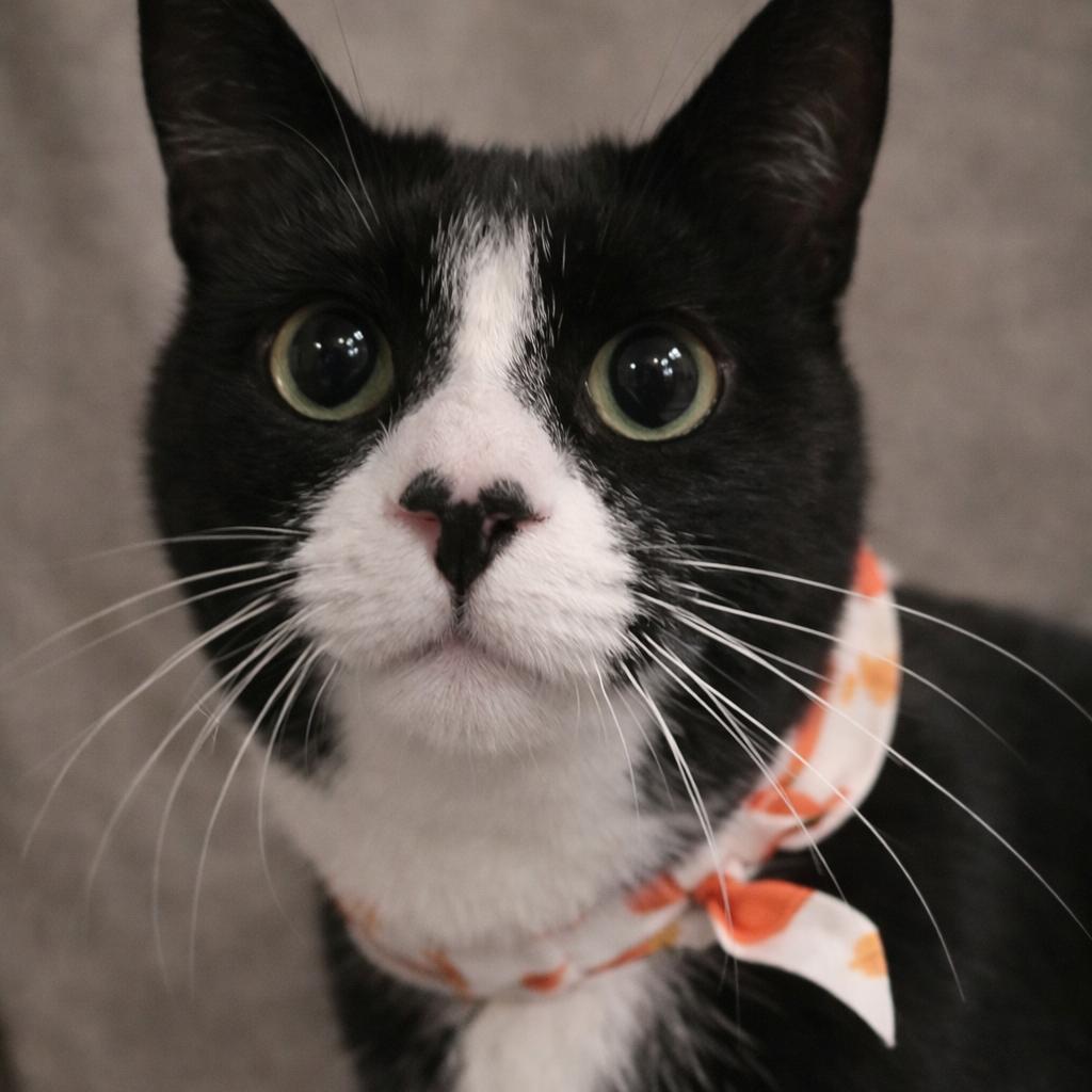 Tux, adopted, Young Male American Shorthair.